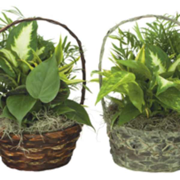 Two green potted plants in woven baskets with handles