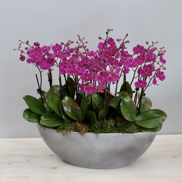 Cluster of bright pink orchids in a low gray oval planter