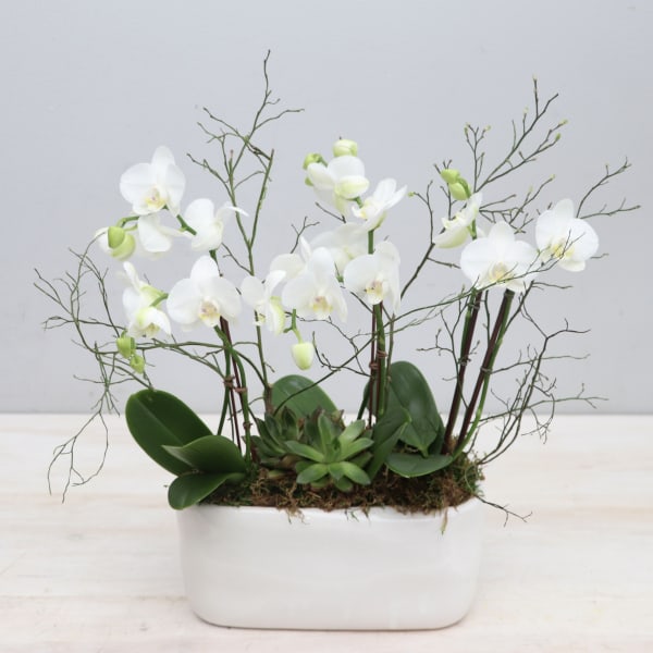 White orchid and succulent planter in a low white ceramic container