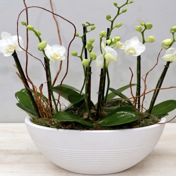 White Orchids Rising - Glendale Florist