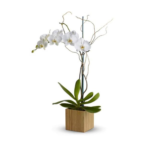 White orchid plant in a square wooden planter