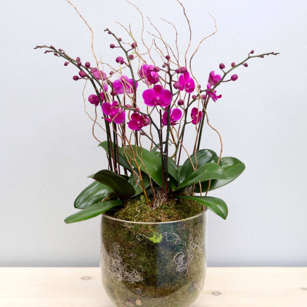 Tall arrangement of purple orchids in a clear glass vase filled with moss
