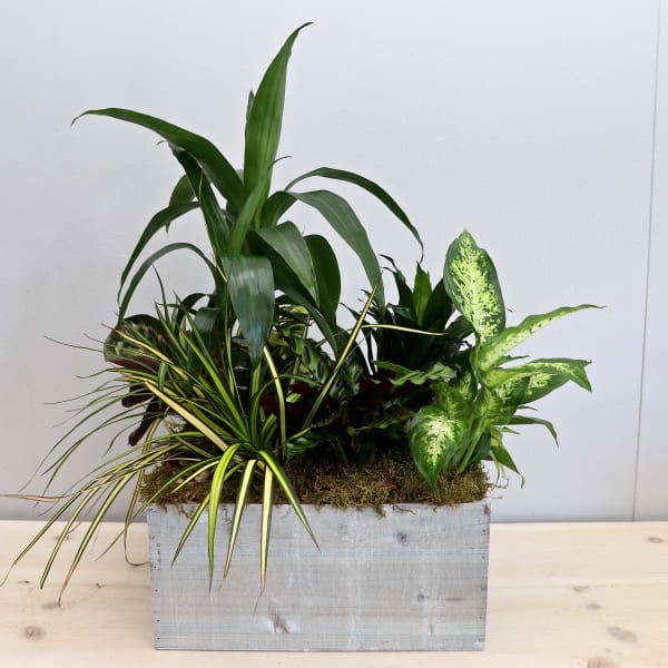 Assorted green houseplants arranged in a rectangular wooden planter box