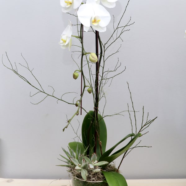 Tall white orchid plant with succulents in a clear glass vase.