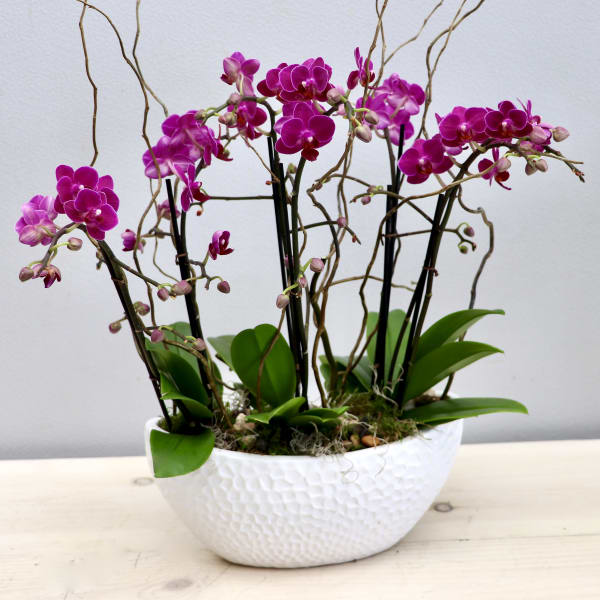 Pink orchid plants with tall stems in a white textured ceramic bowl