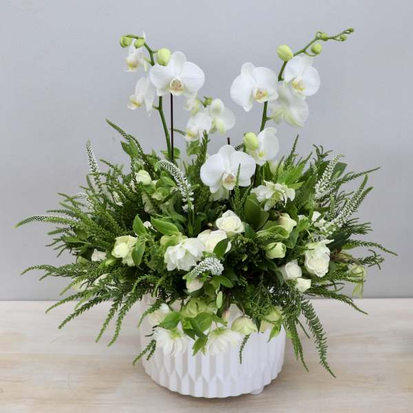 White phalaenopsis orchids and white roses with lush green foliage in a white ceramic pot