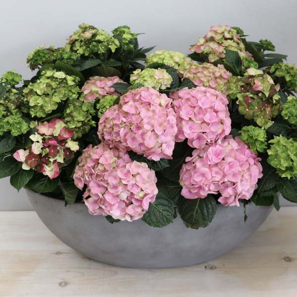 Low gray bowl planter filled with pink and green hydrangea blooms