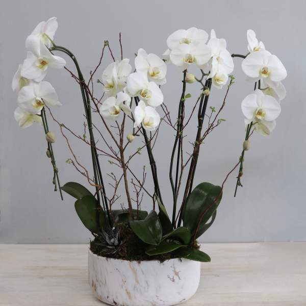 Potted display of white phalaenopsis orchids and twigs in a round white bowl.