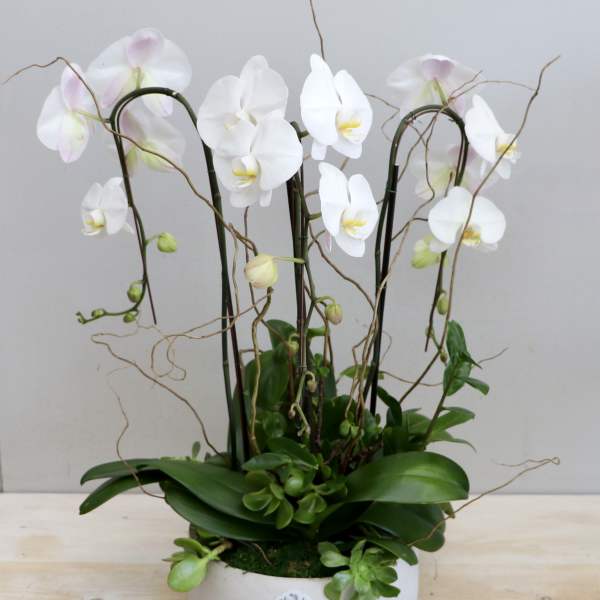 Orchid Succulent Garden - My Glendale Florist