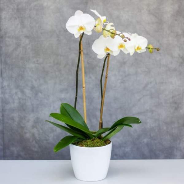 White orchid plant in a white pot