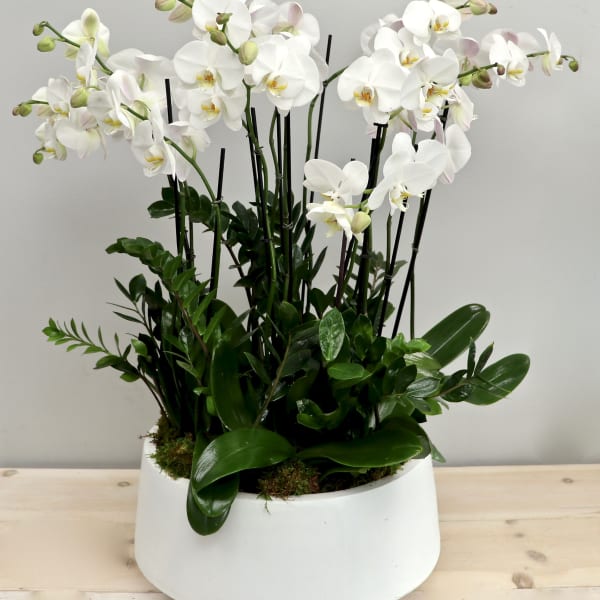 White phalaenopsis orchid plants with lush foliage in a low white ceramic bowl planter