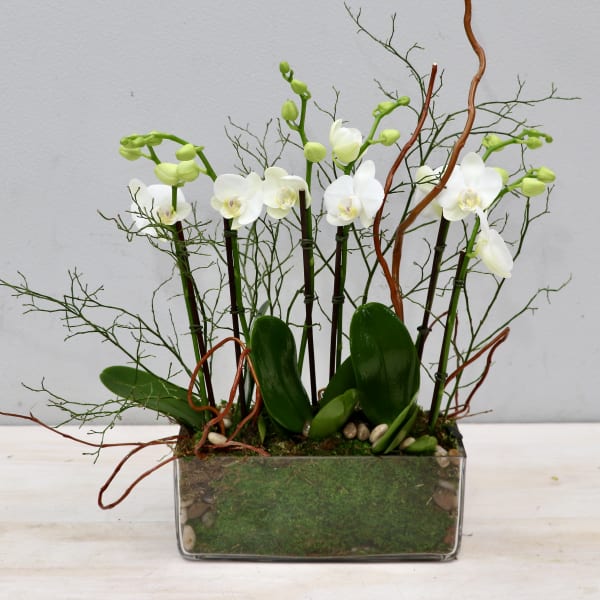 White phalaenopsis orchid plants in a low rectangular glass planter with moss and branches