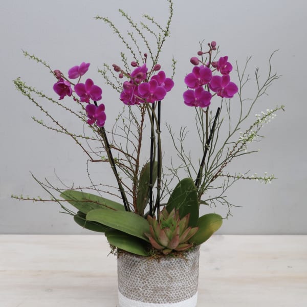 Potted display of bright fuchsia orchids with a green succulent in a gray and white textured container