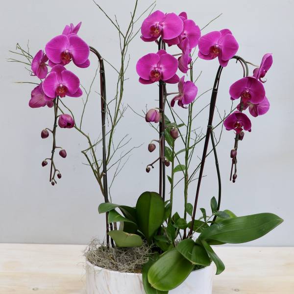 Pink phalaenopsis orchid plants with broad green leaves in a low white ceramic bowl planter