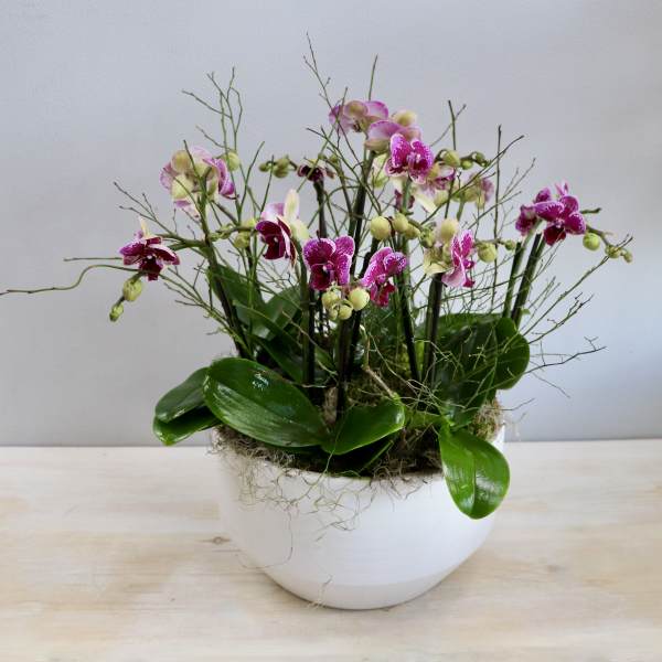 Potted arrangement of pink and white orchids in a white bowl container