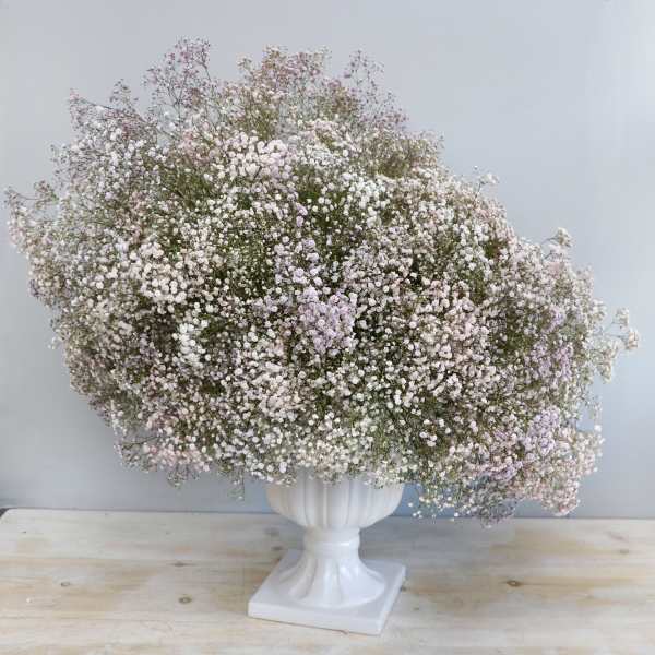 Large cloud-like arrangement of pastel baby’s breath in a white pedestal urn