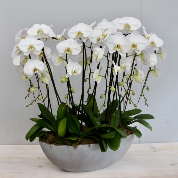 Multiple white phalaenopsis orchid plants in a long gray ceramic bowl