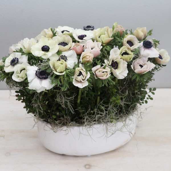 Low floral arrangement of white and blush blooms in a white bowl