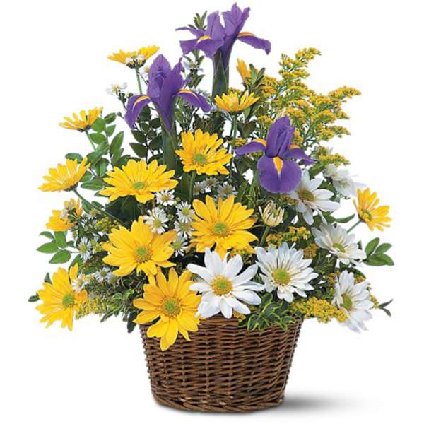 Basket arrangement of yellow and white daisies with tall purple irises