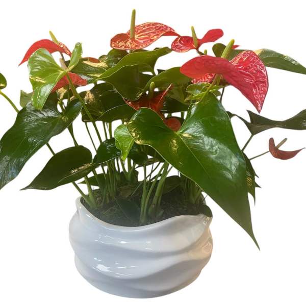 Potted anthurium plant with red blooms in a white ceramic pot
