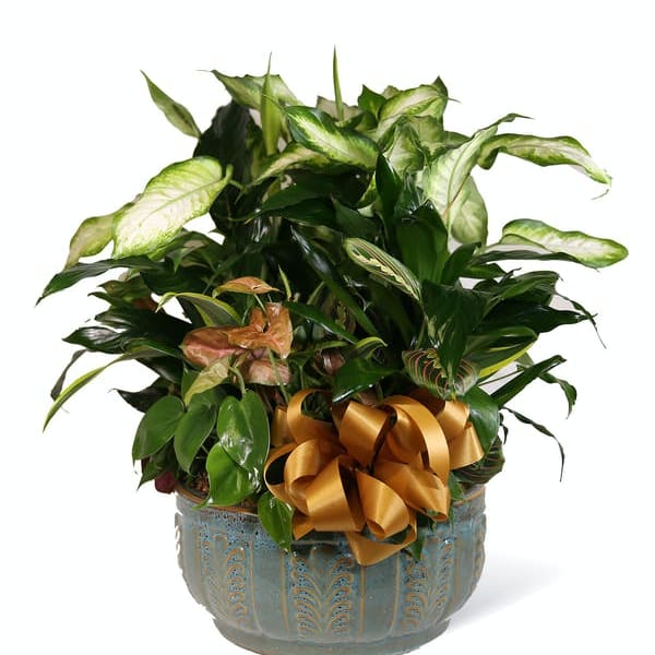 Potted leafy houseplant with a gold ribbon bow