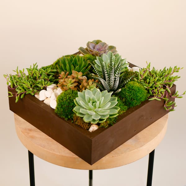 Square succulent arrangement in a brown planter with moss and white stones