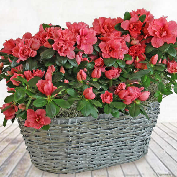 Double Azalea Basket