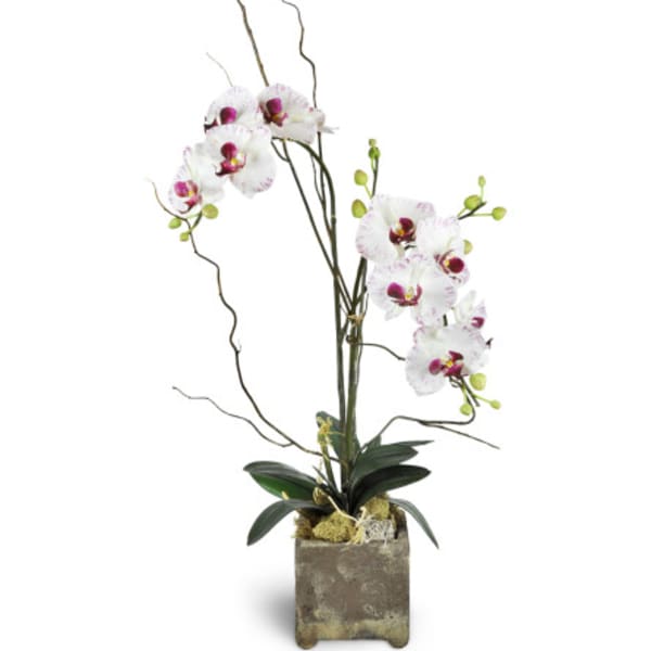 Double Orchids