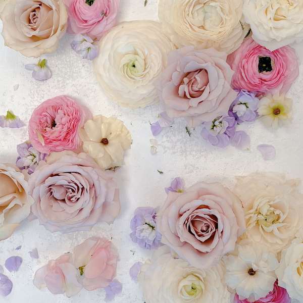 Scattered pastel ranunculus and roses on a white background