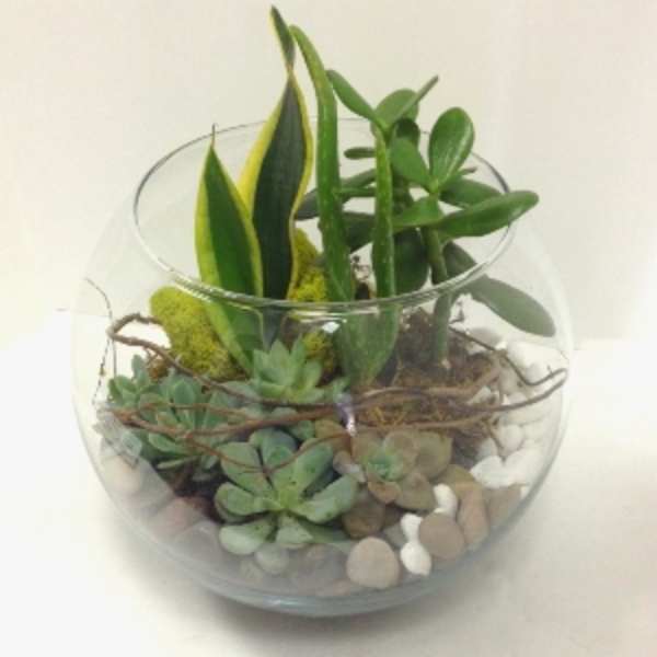 Succulent plants arranged in a round glass bowl with pebbles