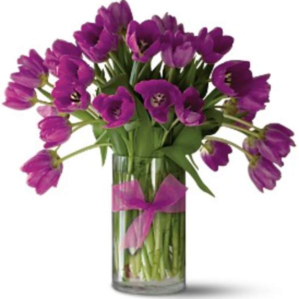 Passionate Purple Tulips - Premium [30TULPU]