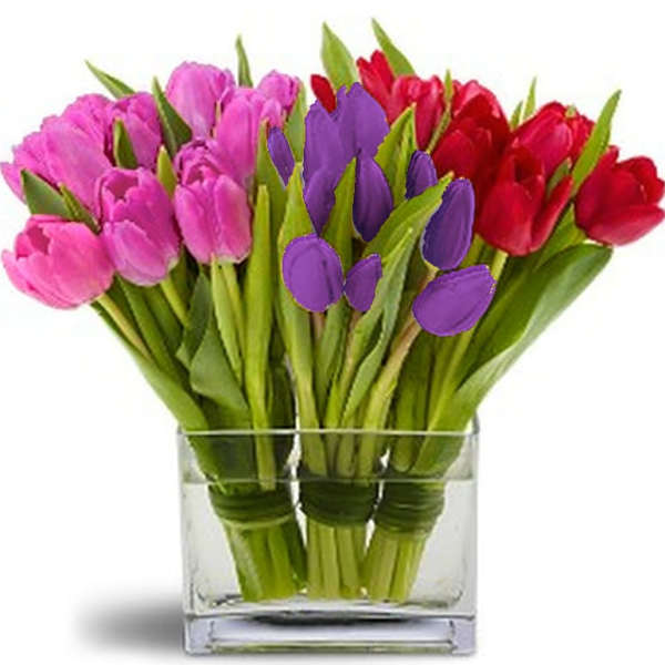 Bouquet of pink, purple, and red tulips in a clear glass vase