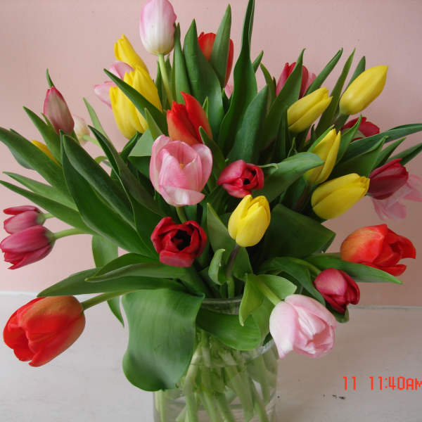 Bouquet of multicolored tulips in a clear glass vase