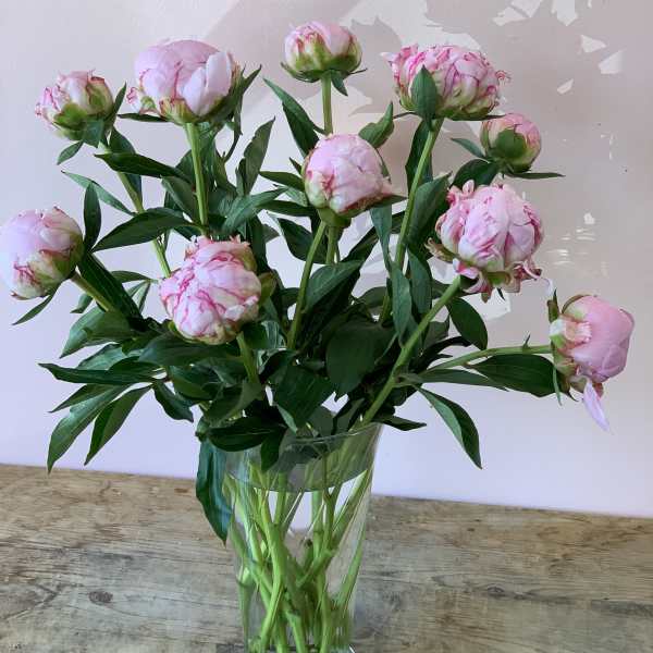 Pink peony stems in a clear glass vase