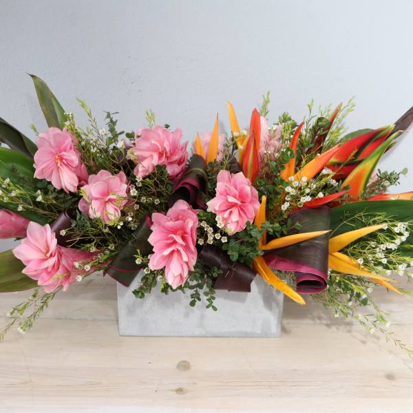 Ginger Tropics - MGF