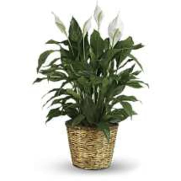 Potted green houseplant in a woven basket planter