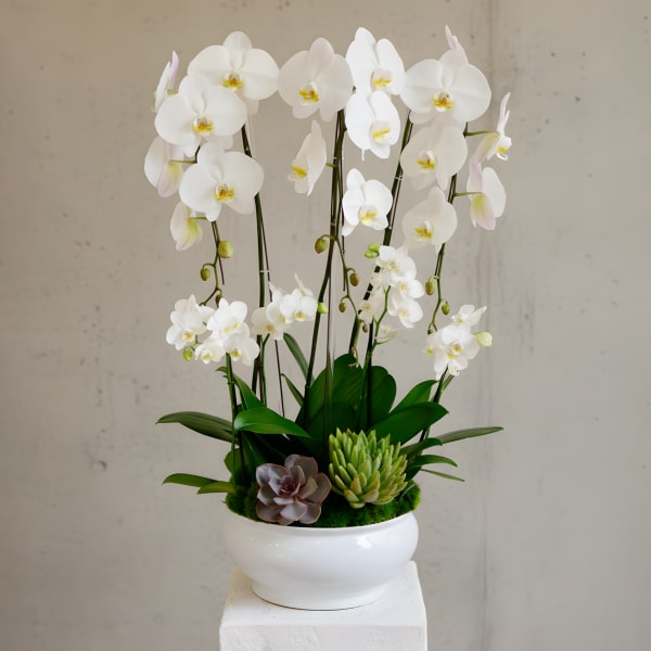 Amazing Orchid