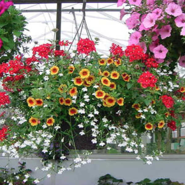 Locally grown amazing plant hanging baskets