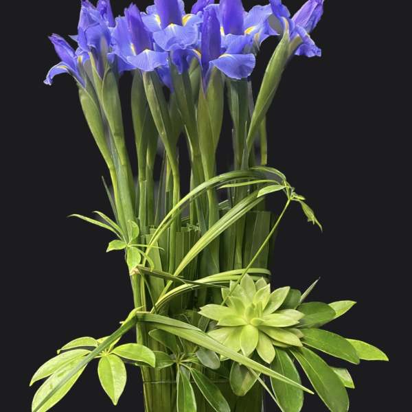 Blue iris arrangement in a clear glass vase with green foliage