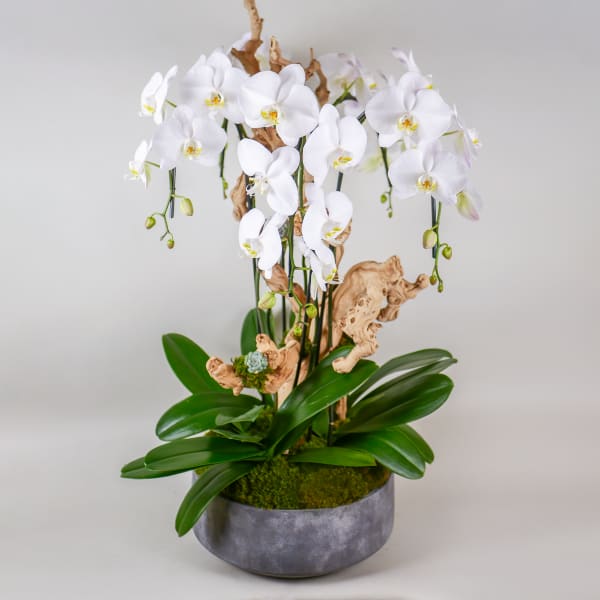 White orchids arranged in a gray pot with driftwood accents