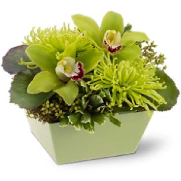 Low green arrangement with cymbidium orchids and spider mums in a square container
