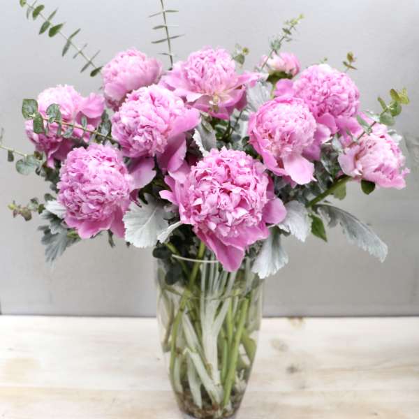 Peony Muse - Glendale Flowers