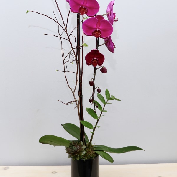 Tall pink orchid plant with a succulent in a black cylinder pot