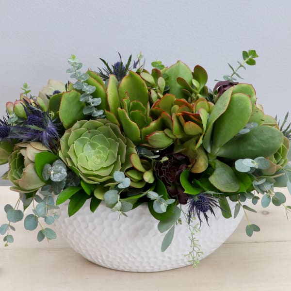Low succulent arrangement with mixed green plants in a white textured bowl