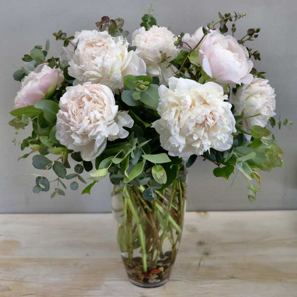 Tall Blush Peony - Glendale Flowers