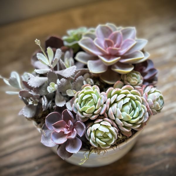 Potted succulent arrangement with rosette-shaped plants in pastel green and lavender