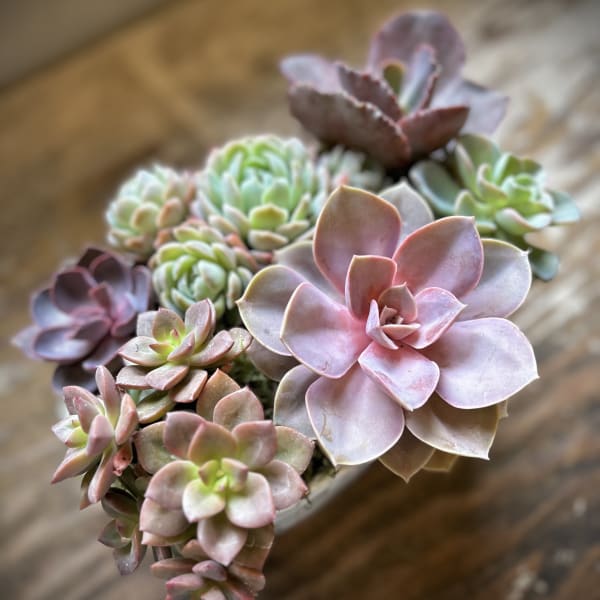 Cluster of pastel succulents in a small container