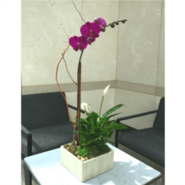Potted orchid arrangement with purple blooms in a square white planter