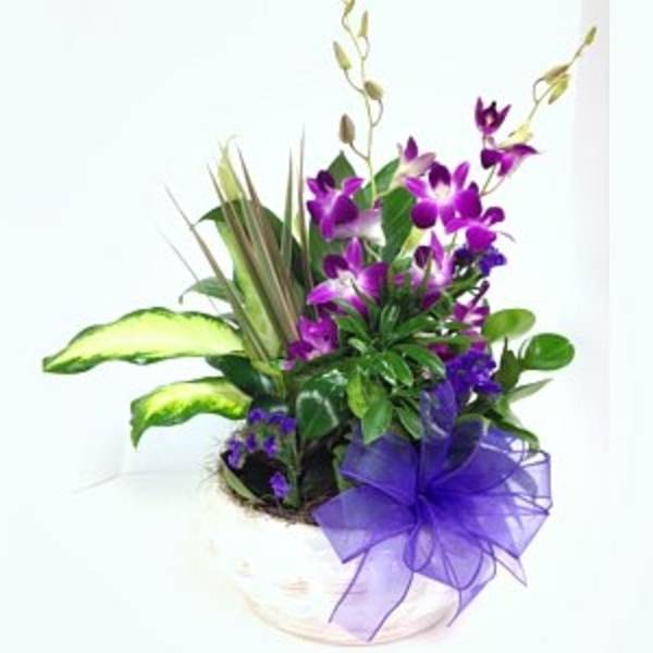 Purple orchid arrangement in a white pot with a ribbon bow