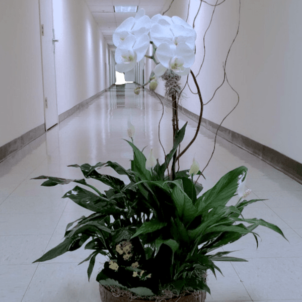 White orchid arrangement in a low brown planter with green foliage